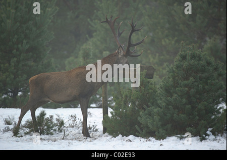 Red Deer (Cervus elaphus). Stag se nourrissent d'une station d'alimentation d'hiver sur un jour brumeux, Veluwe, aux Pays-Bas. Banque D'Images