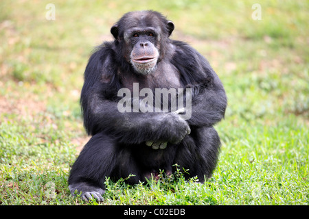 Le centre de chimpanzé (Pan troglodytes troglodytes), homme, l'Afrique Banque D'Images