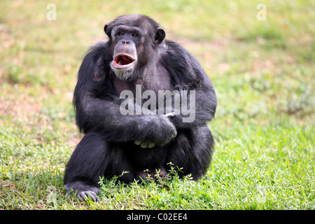 Le centre de chimpanzé (Pan troglodytes troglodytes), le bâillement homme, Afrique du Sud Banque D'Images