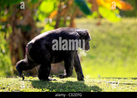 Chimpanzé (Pan troglodytes troglodytes), la course des femmes, l'Afrique, Afrique du Sud Banque D'Images