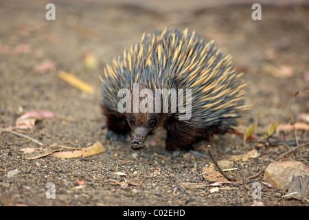 Échidné à nez court-épineuse ou tamanoir (Tachyglossus aculeatus), adulte, l'alimentation, de l'Australie Banque D'Images