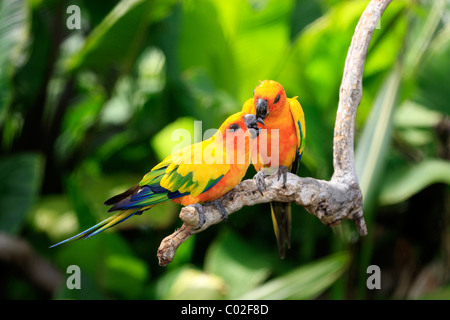 Perruche Conure soleil ou soleil (Aratinga solstitialis), paire d'un arbre, l'Amérique du Sud Banque D'Images