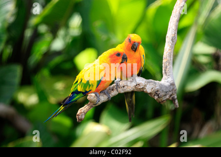 Perruche Conure soleil ou soleil (Aratinga solstitialis), paire d'un arbre, l'Amérique du Sud Banque D'Images