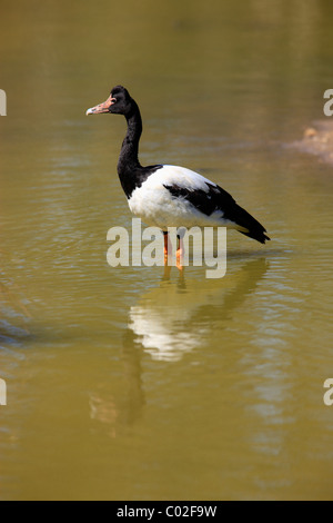 (Anseranas semipalmata Magpie Goose), des profils dans l'eau, de l'Australie Banque D'Images