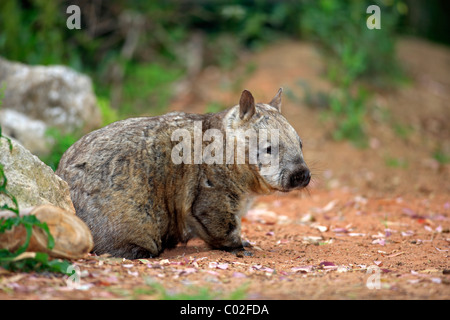Hairy Wombat à nez plat du sud (Lasiorhinus latifrons), des profils, de l'Australie Banque D'Images