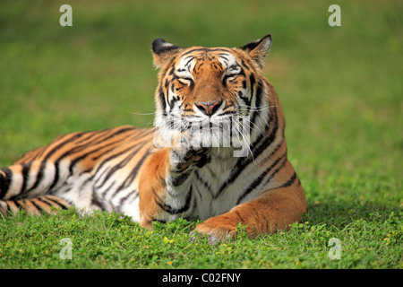 Tigre du Bengale ou Royal tigre du Bengale (Panthera tigris tigris), adulte, l'Inde, l'Asie Banque D'Images