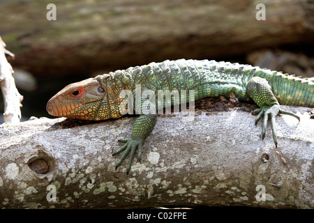 Le nord de lézard Caiman (Dracaena guianensis), adulte, en Floride, USA, Amérique Latine Banque D'Images