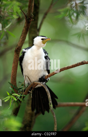 Aigrette garzette, peu Shag ou Kawaupaka (Phalacrocorax), des profils sur l'arbre, de l'Australie Banque D'Images