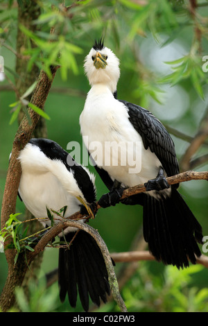 Aigrette garzette, peu Shag ou Kawaupaka (Phalacrocorax), paire sur arbre, Australie Banque D'Images