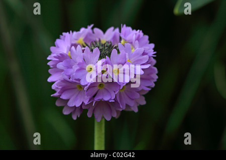 Le pilon ou la primevère Primevère de l'Himalaya (Primula denticulata), fleur Banque D'Images