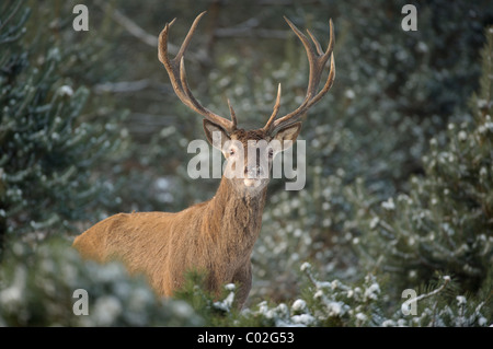 Red Deer (Cervus elaphus). Stag debout dans la forêt de pins enneigés tout en regardant dans l'appareil photo, Veluwe, aux Pays-Bas. Banque D'Images