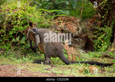 Swamp Wallaby (Wallabia bicolor), femelle adulte, Phillip Island, Australie Banque D'Images