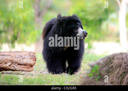 Ours ou Labiated Bear (Ursus ursinus), adulte, homme, de l'Asie Banque D'Images