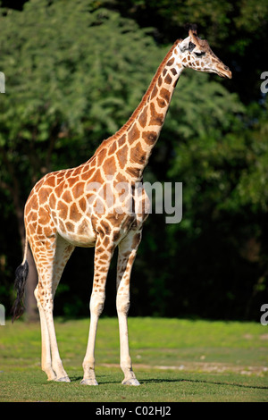 Girafe réticulée ou somaliens Girafe (Giraffa camelopardalis reticulata), les jeunes, l'Afrique Banque D'Images