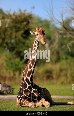 Girafe réticulée ou somaliens Girafe (Giraffa camelopardalis reticulata), adulte, l'Afrique Banque D'Images