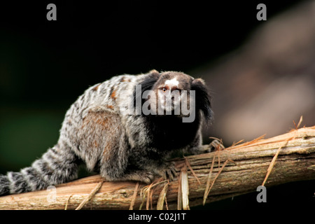 Wied's Black-oreille-touffetés ouistiti (Callithrix kuhlii), des profils sur un arbre, Pantanal, Brésil, Amérique du Sud Banque D'Images