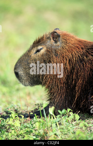 Capybara (Hydrochoerus hydrochaeris), adulte, portrait, repos, zones humides du Pantanal, Brésil, Amérique du Sud Banque D'Images