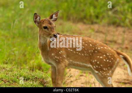 Une femelle spotted deer Parc national de Yala au Sri Lanka Banque D'Images