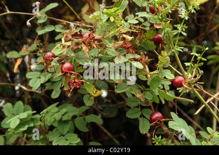 Burnett rose (Rosa pimpinellifolia) fruit non mûr, UK Banque D'Images