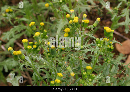 Le séneçon / old-man-in-the-ressort (Senecio vulgaris : Asteraceae) UK Banque D'Images