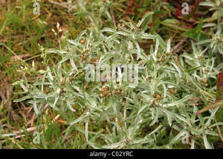 (Gnaphalium uliginosum gnaphale des marais : Asteraceae), Royaume-Uni Banque D'Images