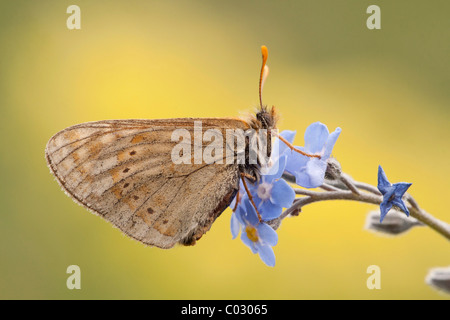 Marsh fritillary (Euphydryas aurinia) Banque D'Images