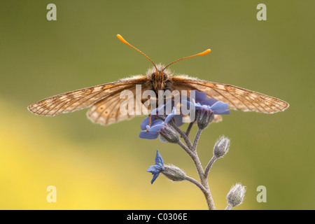 Marsh fritillary (Euphydryas aurinia) Banque D'Images