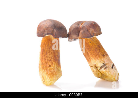 Penny Buns ou Bolet (Boletus edulis) Banque D'Images