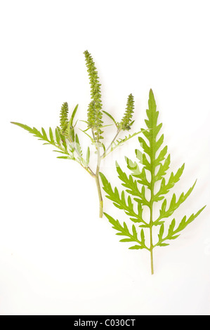 La petite herbe à poux (Ambrosia artemisiifolia), une plante fortement allergénique Banque D'Images