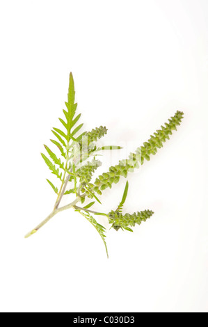 La petite herbe à poux (Ambrosia artemisiifolia), une plante fortement allergénique Banque D'Images