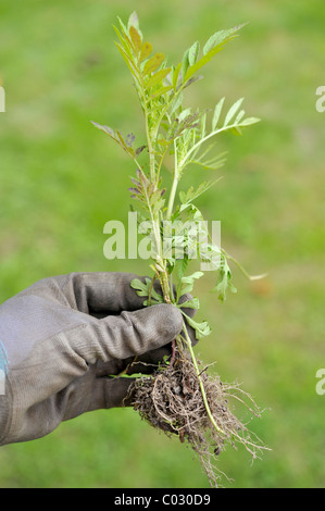 La petite herbe à poux (Ambrosia artemisiifolia), une plante fortement allergénique Banque D'Images