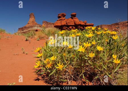 Mulesears rugueux flowers growing in Canyonlands National Park, Utah, USA Banque D'Images