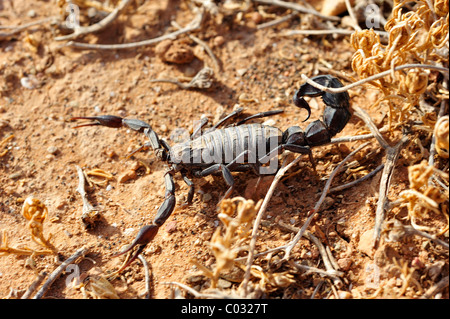 Très toxiques à queue Grasse (Scorpion Androctonus), dans le sud du Maroc, Maroc, Afrique Banque D'Images