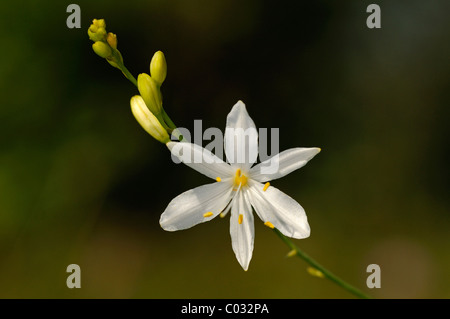 St Bernard's lily Anthericum liliago () Banque D'Images