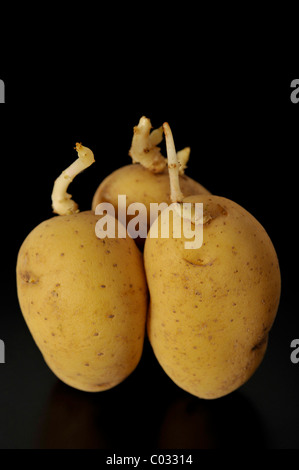 La germination des pommes de terre (Solanum tuberosum) Banque D'Images