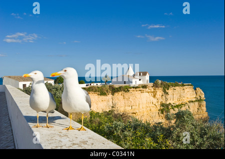 Yellow-legged goélands argentés (Larus michahellis) en face de la chapelle de Nossa Senhora da Rocha, Armacao de Pera, Algarve, Silves Banque D'Images