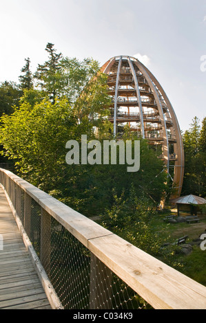 World's longest Tree Top walk 44 mètres de haut avec une plate-forme de l'arbre, Neuschoenau, Parc National de la Forêt Bavaroise, la Bavière Banque D'Images