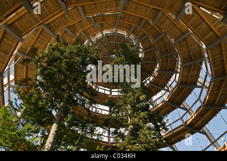 La plate-forme de l'arbre, 44 mètres de haut, la plus longue du monde Tree Top walk, sans obstacles, sous forme de spirale, Neuschoenau Banque D'Images