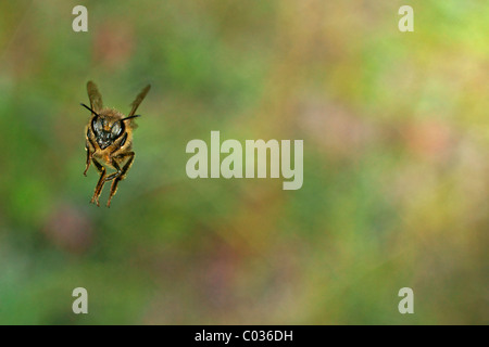 Abeille à miel (Apis mellifera) flying Banque D'Images