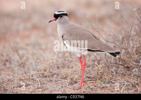 Vanneau couronné couronné ou (Vanellus coronatus) Banque D'Images