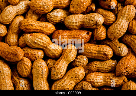 Un tas d'arachides en coque humidifié avec de l'eau Banque D'Images