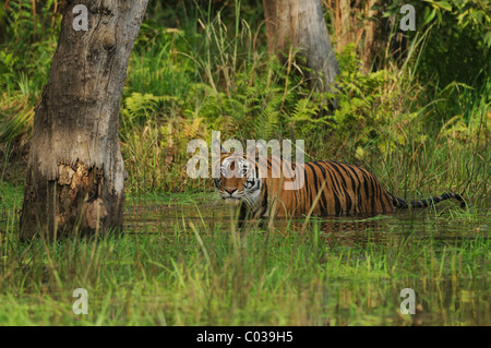 Femelle adulte Royal tigre du Bengale (Panthera tigris) traversant un ruisseau dans la Réserve de tigres de Bandhavgarh, Inde Banque D'Images