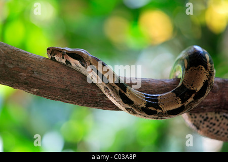 Red-tailed Boa Constrictor (Boa constrictor constrictor), des profils dans un arbre, le Venezuela, l'Amérique du Sud Banque D'Images