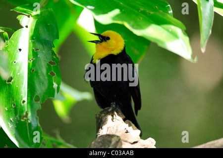 Carouge à tête jaune Xanthocephalus xanthocephalus (chant) dans un arbre, USA, Amérique du Nord Banque D'Images