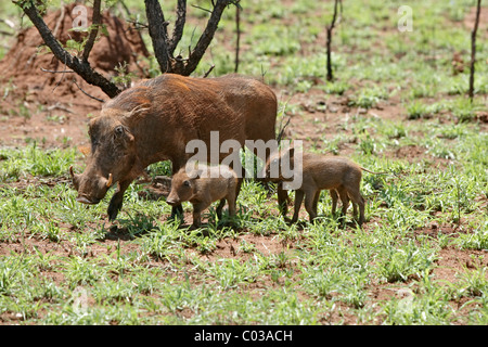 Phacochère (Phacochoerus aethiopicus), femelle adulte avec ses oursons, Kruger National Park, Afrique du Sud, l'Afrique Banque D'Images