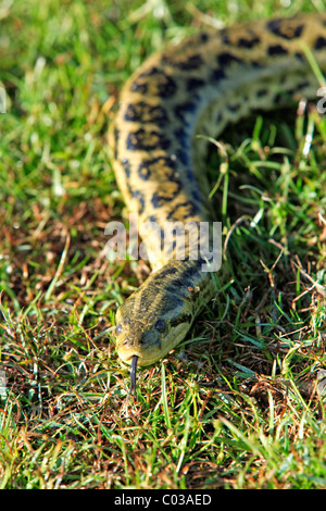 Anaconda jaune (Eunectes notaeus), Pantanal, Brésil, Amérique du Sud Banque D'Images