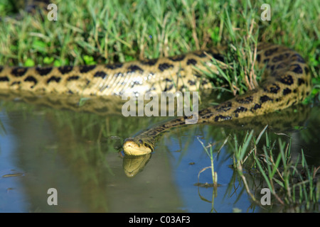 Anaconda jaune (Eunectes notaeus), natation dans l'eau, Pantanal, Brésil, Amérique du Sud Banque D'Images