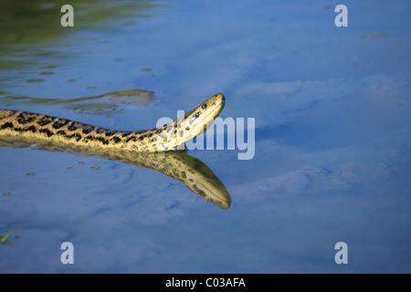 Anaconda jaune (Eunectes notaeus), natation dans l'eau, Pantanal, Brésil, Amérique du Sud Banque D'Images