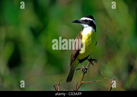 Tyran Quiquivi (Pitangus sulfuratus), sur une branche d'oiseaux adultes, Pantanal, Brésil, Amérique du Sud Banque D'Images