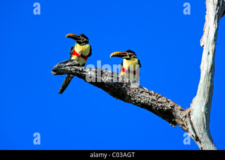 Chestnut-eared Aracari (Pteroglossus castanotis), des profils d'oiseaux sur une branche, Pantanal, Brésil, Amérique du Sud Banque D'Images